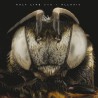 Kaly Live Dub - Allaxis (vinyle)