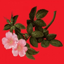 THE LYRICAL AGE - ALEX AUGIER